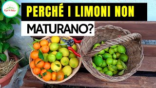 Perchè I LIMONI NON MATURANO [upl. by Cirederf]