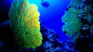 The Deep Blue Sea and marine animals [upl. by Arriet641]