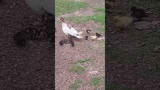 Subscribe for Daily Animal Shorts Ducks cats farm life [upl. by Ultann]