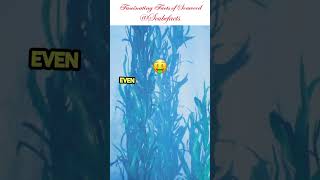 Seaweed marinelife facts shorts shortvideo scubefacts knowledge learning learn like [upl. by Isma254]