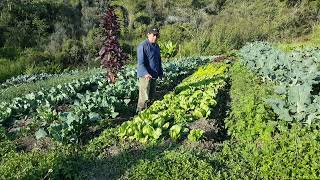 Policultivo de hortalizas en agricultura ecológica certificadas [upl. by Kcor526]