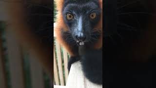 quotUp Close and Curious Red Ruffed Lemurs Gourmet Delightquot animals wildlife lemur [upl. by Admama135]