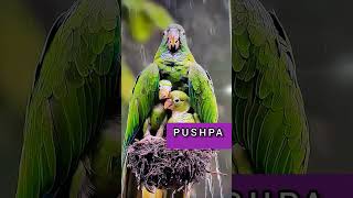 Maa ka pyar ❤️ 💐 shorts  viral  trending  yt shorts  mamas love  Pushpa [upl. by Abra190]