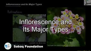 Inflorescence and its Major Types Biology Lecture  Sabaqpk [upl. by Vivie2]