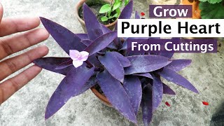 Growing Purple Heart plant From Cutting  Purple Heart Plant Propagation [upl. by Mina]