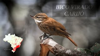 Bico Virado Carijó Xenops rutilans [upl. by Yevad]