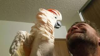 Cockatoo epic freakout warning fowl language [upl. by Chavaree]