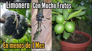 Como tener un limonero en Maceta cargado de frutos en menos de un mes [upl. by Miza]