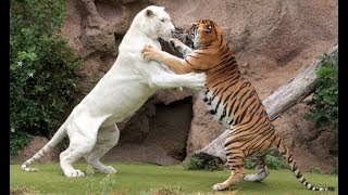 Tiger attack tiger  Animal fights  Rare white tiger vs tiger Easy fight [upl. by Croydon]