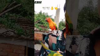 Birds k all short video shots trending birds [upl. by Nilo112]