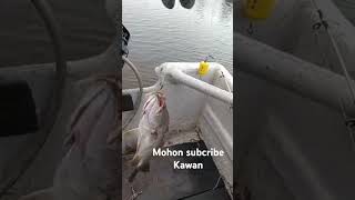 siakap atau baramudi boskuh fishing shortsvideo [upl. by Airitac587]