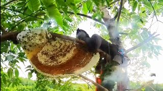 Pure Nature Wild Honey Tree Bee Yummy ASMR Honeycombs 78 [upl. by Ardnoid]