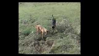 Lurcher training field craft from 12 months on part 2 [upl. by Ellery]