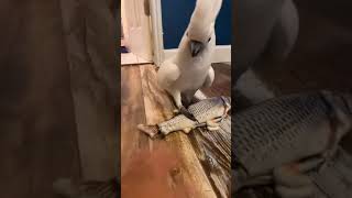 Crazzy cockatoo Parrot saying the F word [upl. by Sheree518]