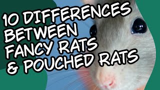 Top 10 Differences Fancy Rats and Pouched Rats Gambian Pouched Rat [upl. by Haerr]