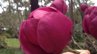 Magnolias araluen [upl. by Richela]