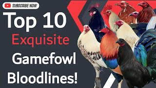 Top 10 Exquisite Gamefowl Bloodlines🐓𝗕𝗼𝘆𝗮𝗸𝘇 𝗕𝗮𝗰𝗸𝘆𝗮𝗿𝗱 [upl. by Derwin346]