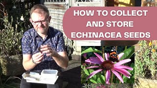 How to Collect and Store Echinacea Seeds  Saving Coneflower Seeds  Autumn Seed Collection [upl. by Dwane482]