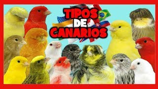 TIPOS de CANARIOS 🐤 RAZAS de CANARIOS 🌍 Canarios de Canto Canarios de Color y Canarios de Postura [upl. by Woothen]