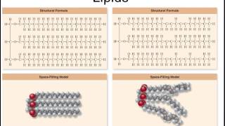 Lipids structure and function [upl. by Nodnol]