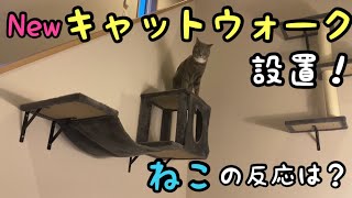 Newキャットウォークを堪能するねこ [upl. by Barnaba]