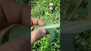 Wild Lettuce vs Sow thistle identification [upl. by Tabitha837]