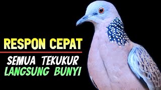 SUARA BURUNG TEKUKUR GACOR MEMANGGIL LAWAN AGAR BUNYI [upl. by Pironi]