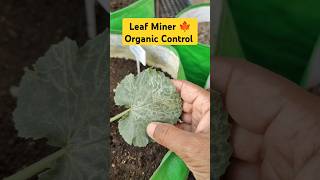 leaf miner ko control karne ke upay gardening leafminer control pesticides organic [upl. by Yrakaz]