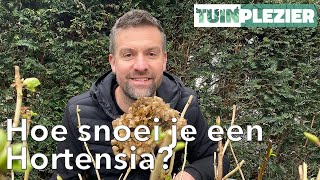 Hoe snoei je een Hortensia  TUINPLEZIER [upl. by Ibmat]