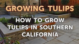 How to Grow Tulips in Southern California [upl. by Nowed]