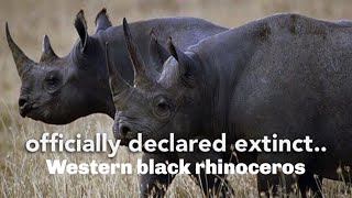 Western black rhinoceros officially declared Extinct [upl. by Ahsineg]