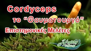 Cordyceps Sinensis  Κορντισεπς Ιδιότητες  κορντισεπς σινενσις τι ειναι [upl. by Johns641]