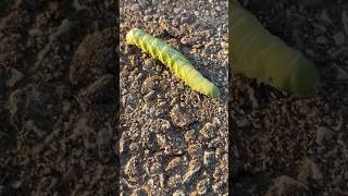 Green 🐛Tabacco Hawk moth😳 buglovers caterpillar moth insect nature [upl. by Atinauq]