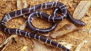 रात मे ही बाहर निकलता है ये जहरीला साप  Hindi करैत Marathi मण्यार English Common krait snake [upl. by Alcott]