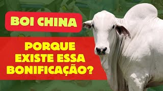 Porque o frigorífico ACEITA pagar o BÔNUS CHINA pecuária shorts [upl. by Novonod]