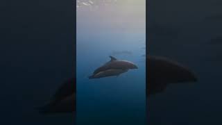 galapagostravel galapagos delfines sea love viralvideo new subs suscribete islasgalapagos [upl. by Coral767]