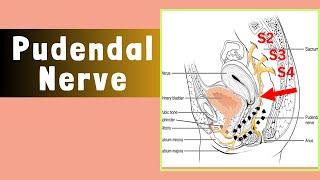 Pudendal Nerve  Anatomy course and branches of the pudendal nerve [upl. by Animsay]