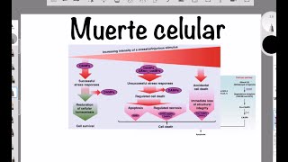 MECANISMOS DE MUERTE CELULAR APOPTOSIS PIROPTOSIS NECROPTISIS FERROPTOSIS PARTHANATOS NETosis [upl. by Asusej]