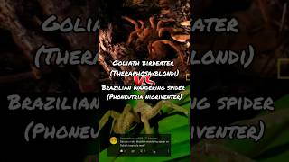 Brazilian wandering spider vs Goliath birdeater tarantula [upl. by Hsenid]