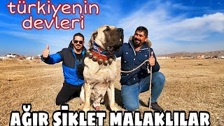 TÜRKİYEDEKİ EN AĞIR KÖPEKLER  MALAKLILAR [upl. by Helsell]