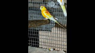 perico multicolor o rosella común Platycercus eximiusloroyacodarko [upl. by Eneg]