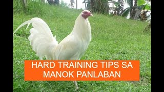 Sabong tips HARD TRAINING TIPS SA MANOK PANLABAN [upl. by Kellie]