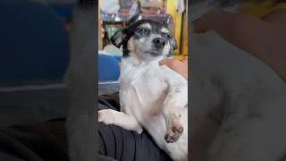 Doggy Massage Rescue Dog Melts in Dad’s Arms Chihuahua Mix is Daddy’s Girl Dog Gets Massages Daily [upl. by Prestige]