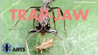 TRAPJAW ANT  Odontomachus  Catching caring and making the TrapJaw setup [upl. by Meave]