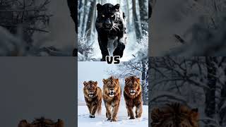 Black Panther Vs Giant Polar Bear vs Wolf Vs PitBull vs Lion [upl. by Llerrem]