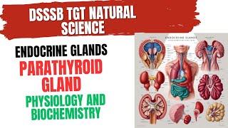 Parathyroid Gland Physiology and Biochemistry for DSSSB TGT NATURAL SCIENCE parathyroid [upl. by Ted]