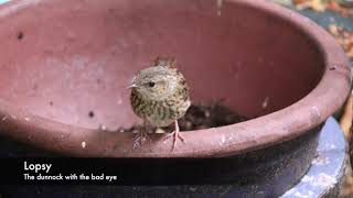 Tough being a dunnock [upl. by Rod]