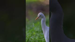 Cattle Egret  That intense look [upl. by Kalfas178]