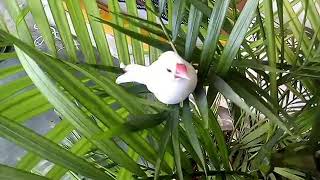 Java sparrows singing [upl. by Alver392]