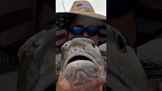 These Fish Are On Fire Yall 🤩flatsfishing nature shorts redfish snooker [upl. by Callum]